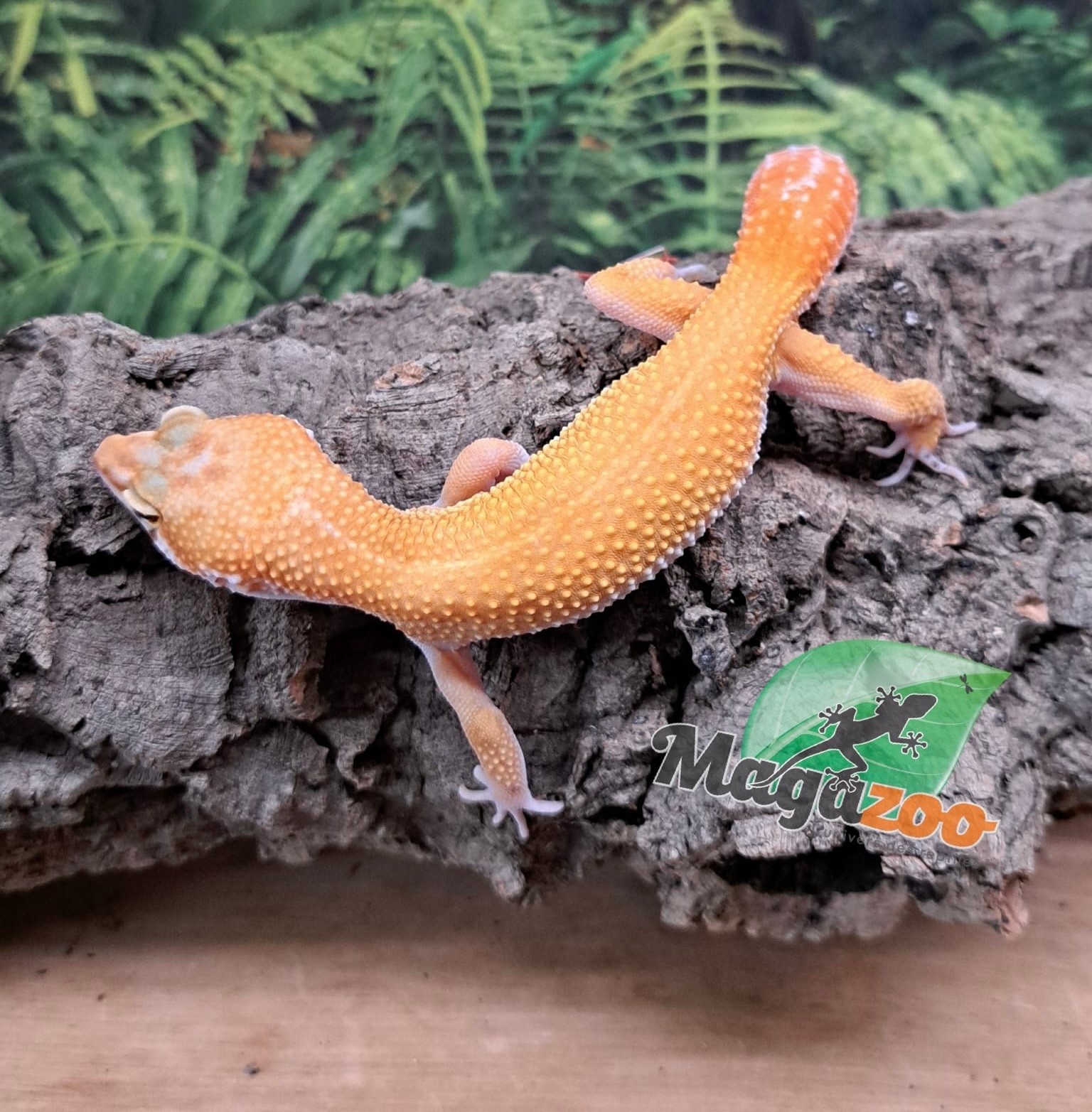 Magazoo Gecko léopard Tangerine rainwater Femelle 15/07/25 #4