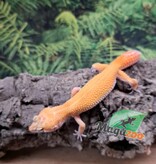 Magazoo Gecko léopard Tangerine rainwater Femelle 15/07/25 #4
