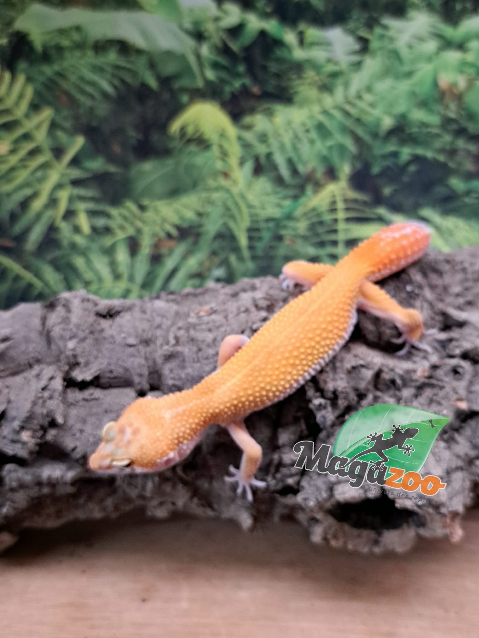 Magazoo Gecko léopard Tangerine rainwater Femelle 15/07/25 #4