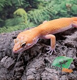 Magazoo Gecko léopard Tangerine rainwater Femelle 15/07/25 #4