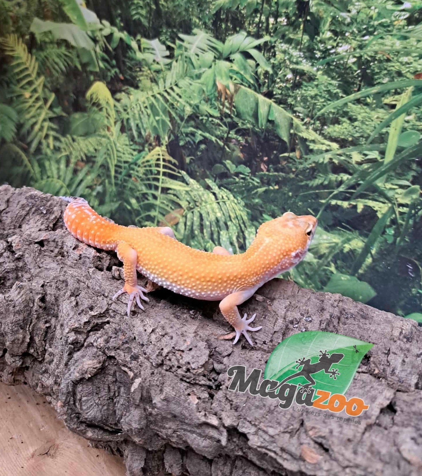 Magazoo Gecko léopard Tangerine rainwater Femelle 15/07/25 #4
