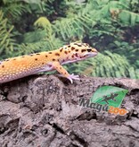 Magazoo W/Y poss. bandit Male Leopard gecko 04/22/25 #6