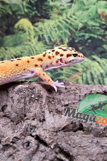 Magazoo W/Y poss. bandit Male Leopard gecko 04/22/25 #6