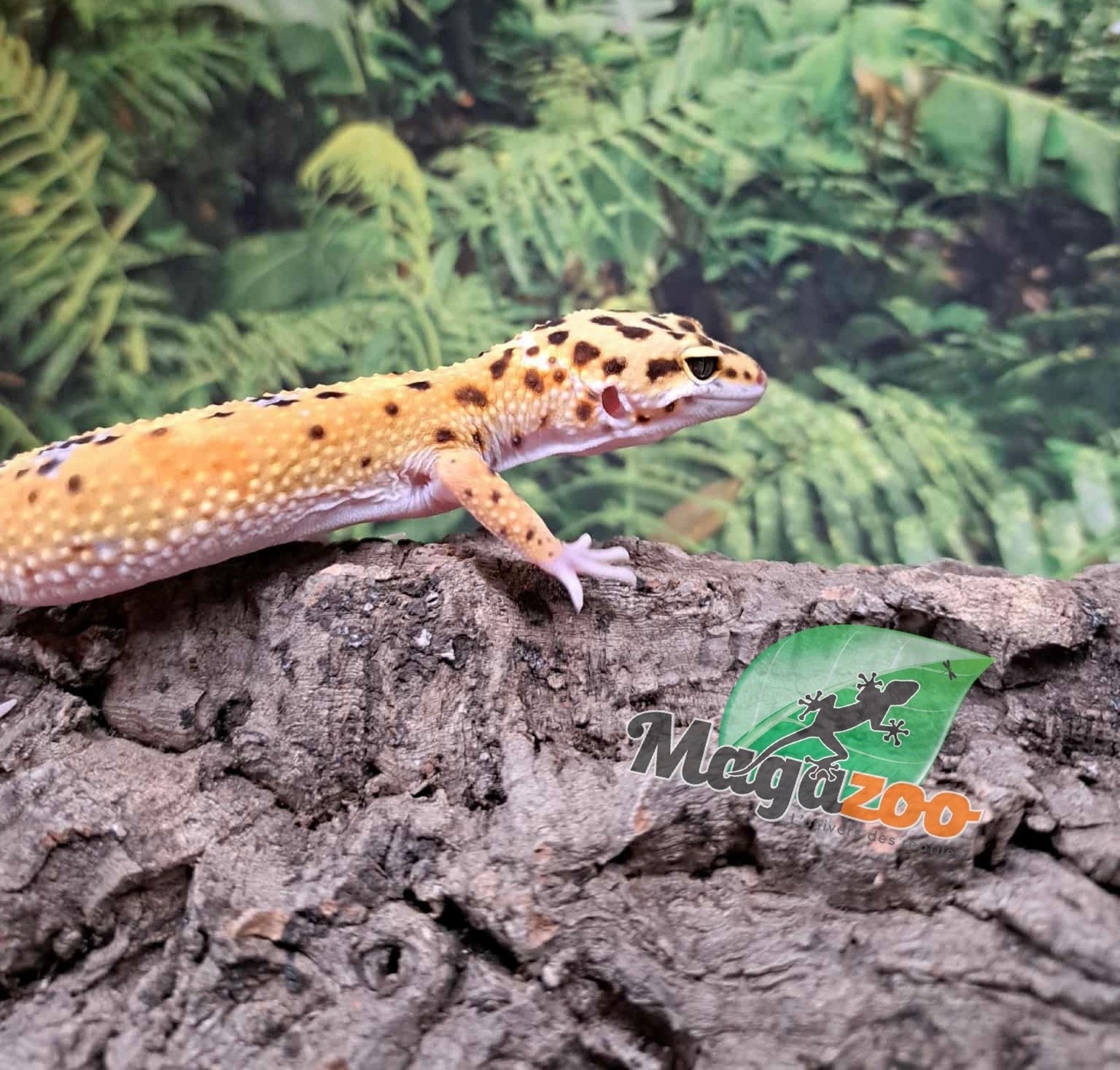 Magazoo W/Y poss. bandit Male Leopard gecko 04/22/25 #6