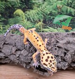 Magazoo W/Y poss. bandit Male Leopard gecko 04/22/25 #6
