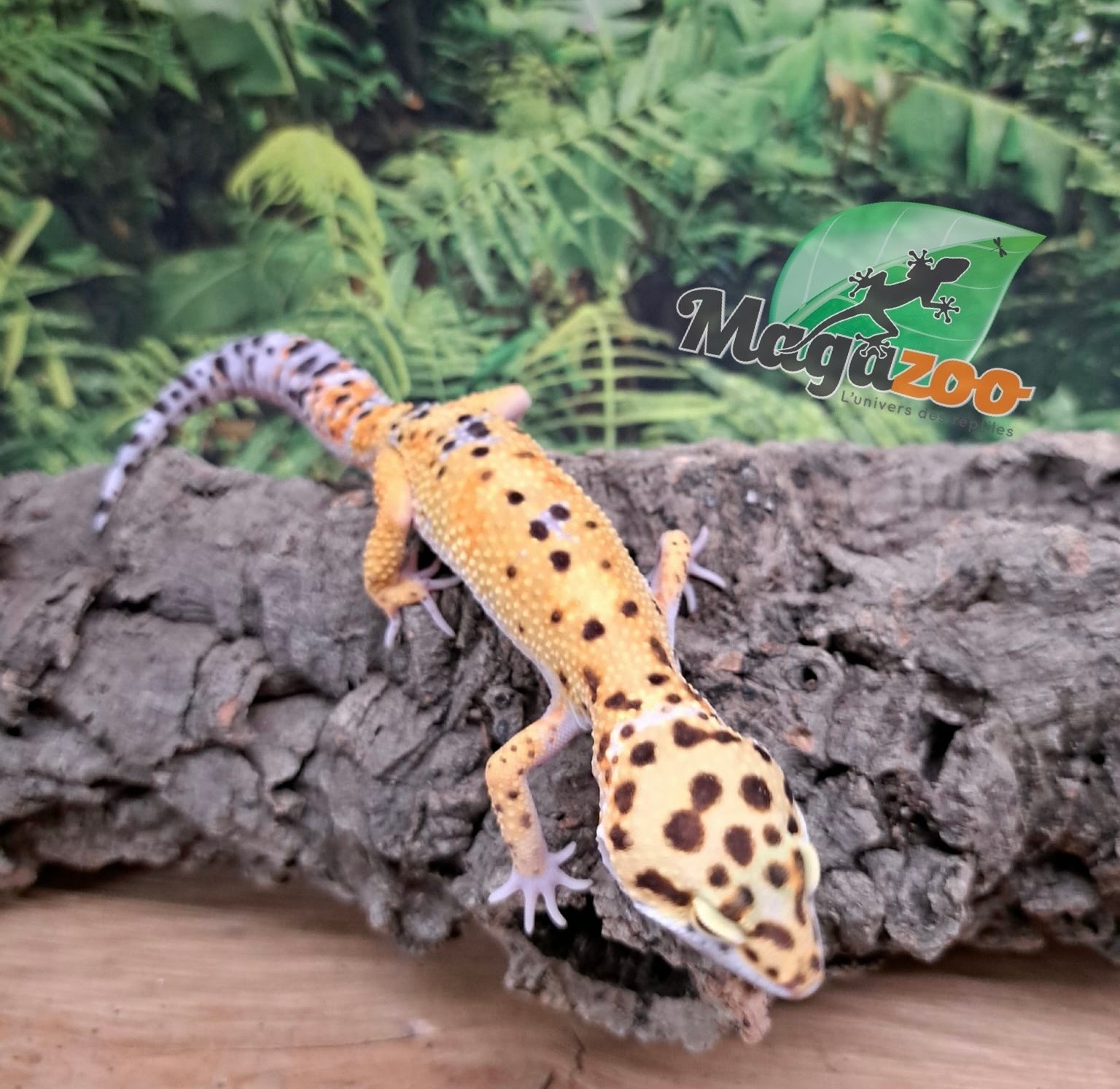 Magazoo Gecko léopard W/Y poss. bandit Mâle 22/04/25 #6