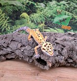Magazoo W/Y poss. bandit Male Leopard gecko 04/22/25 #6