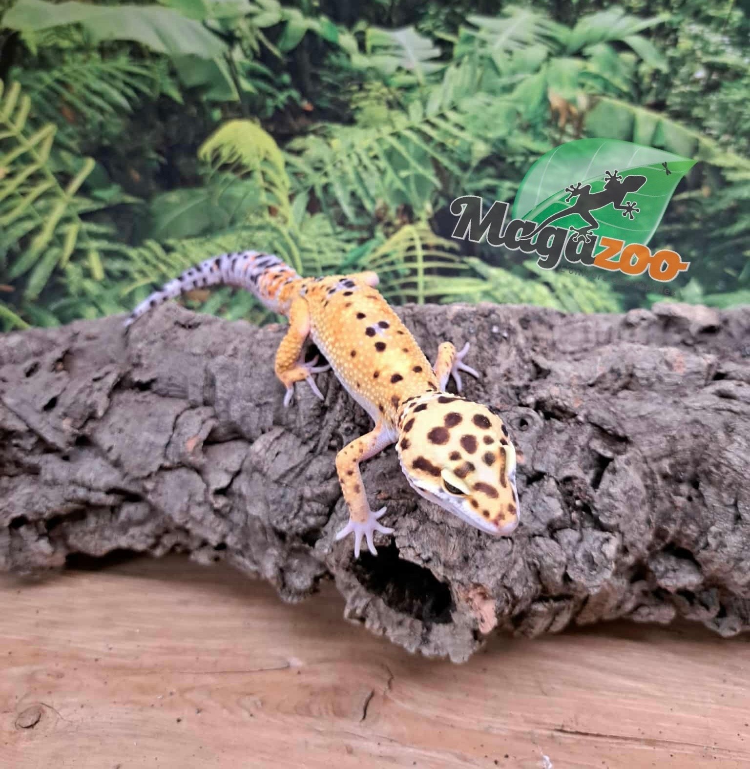 Magazoo Gecko léopard W/Y poss. bandit Mâle 22/04/25 #6