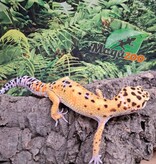 Magazoo W/Y poss. bandit Male Leopard gecko 04/22/25 #6
