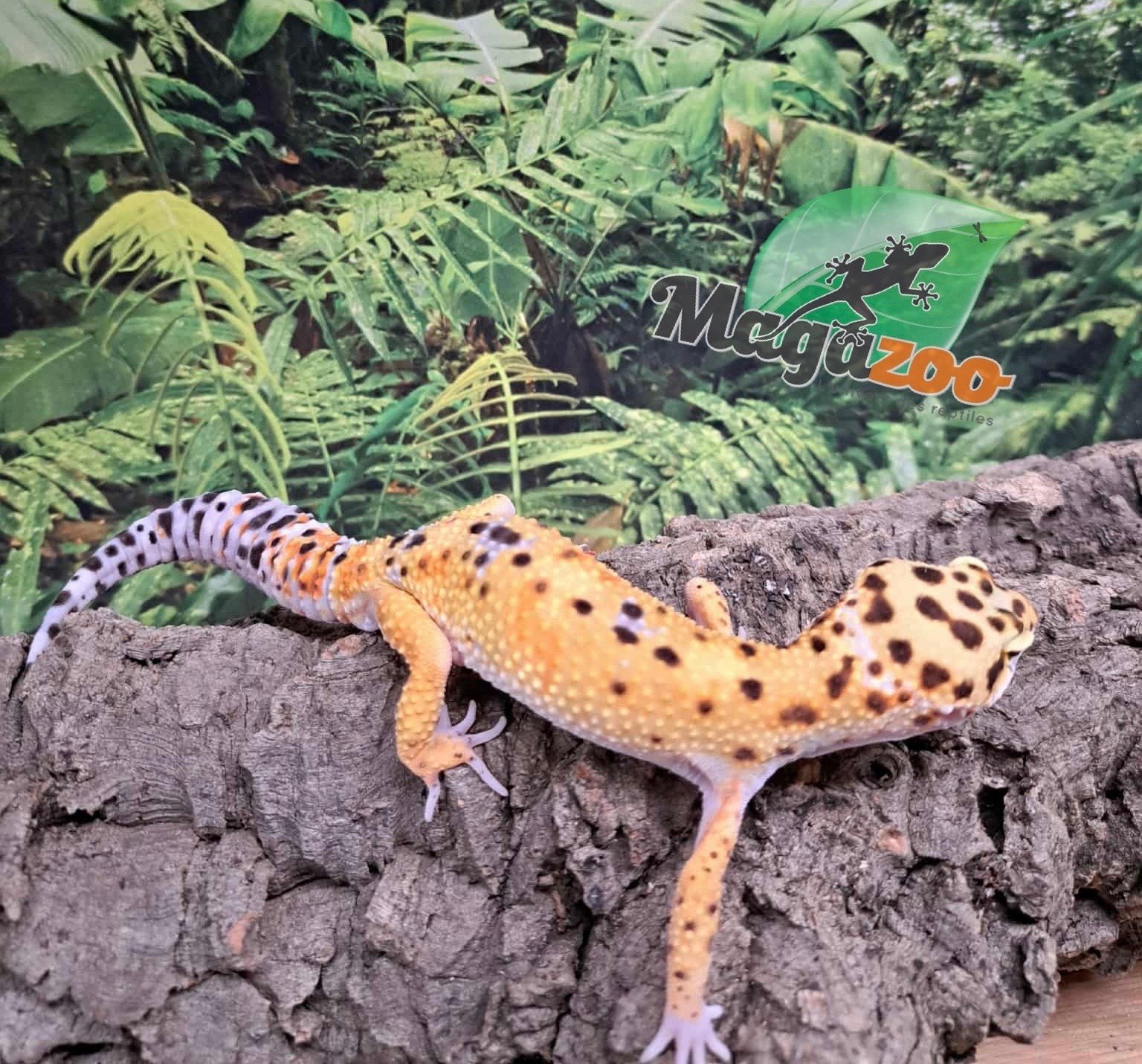 Magazoo W/Y poss. bandit Male Leopard gecko 04/22/25 #6