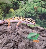 Magazoo Gecko léopard W/Y poss. bandit femelle 29/04/25 #7