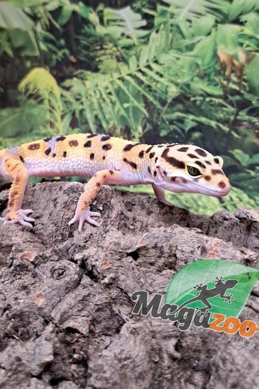 Magazoo W/Y poss.bandit female Leopard gecko 04/29/25 #7
