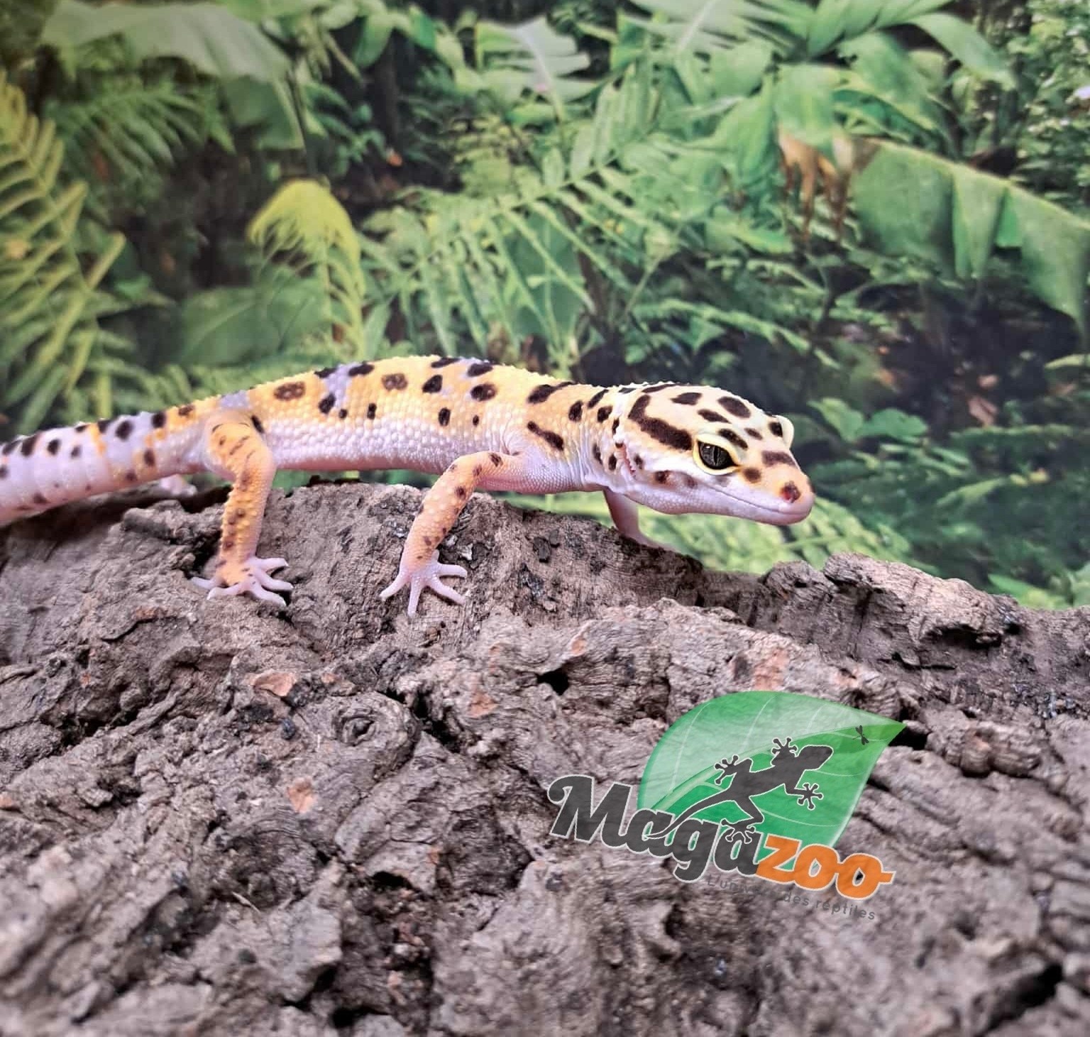Magazoo W/Y poss.bandit female Leopard gecko 04/29/25 #7
