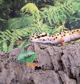 Magazoo Gecko léopard W/Y poss. bandit femelle 29/04/25 #7