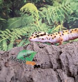 Magazoo W/Y poss.bandit female Leopard gecko 04/29/25 #7
