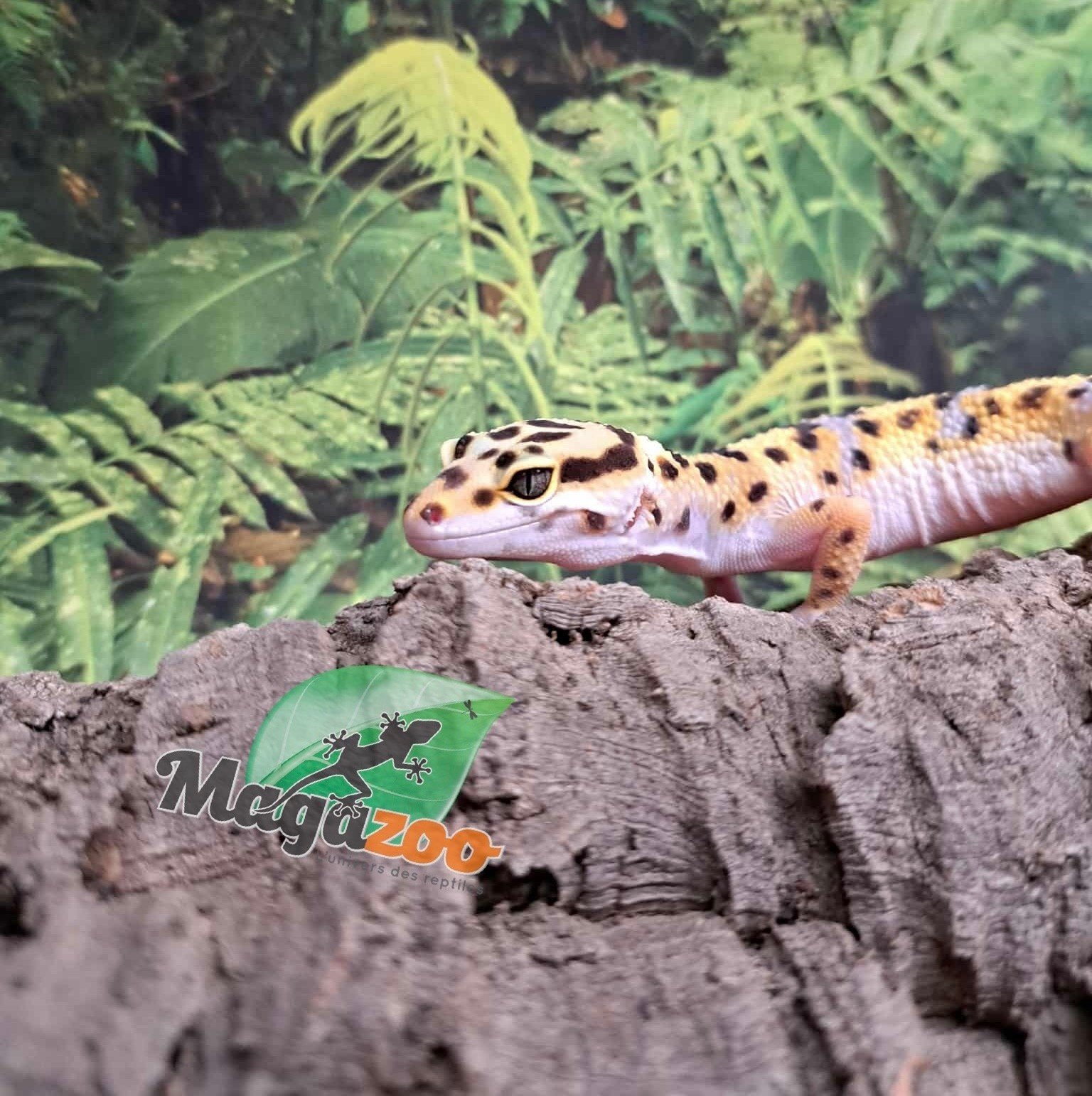 Magazoo Gecko léopard W/Y poss. bandit femelle 29/04/25 #7