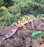 Magazoo W/Y poss.bandit female Leopard gecko 04/29/25 #7