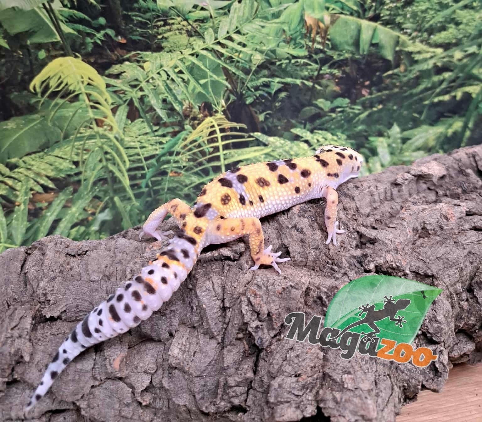 Magazoo W/Y poss.bandit female Leopard gecko 04/29/25 #7