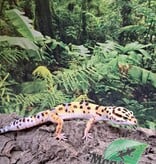 Magazoo Gecko léopard W/Y poss. bandit femelle 29/04/25 #7