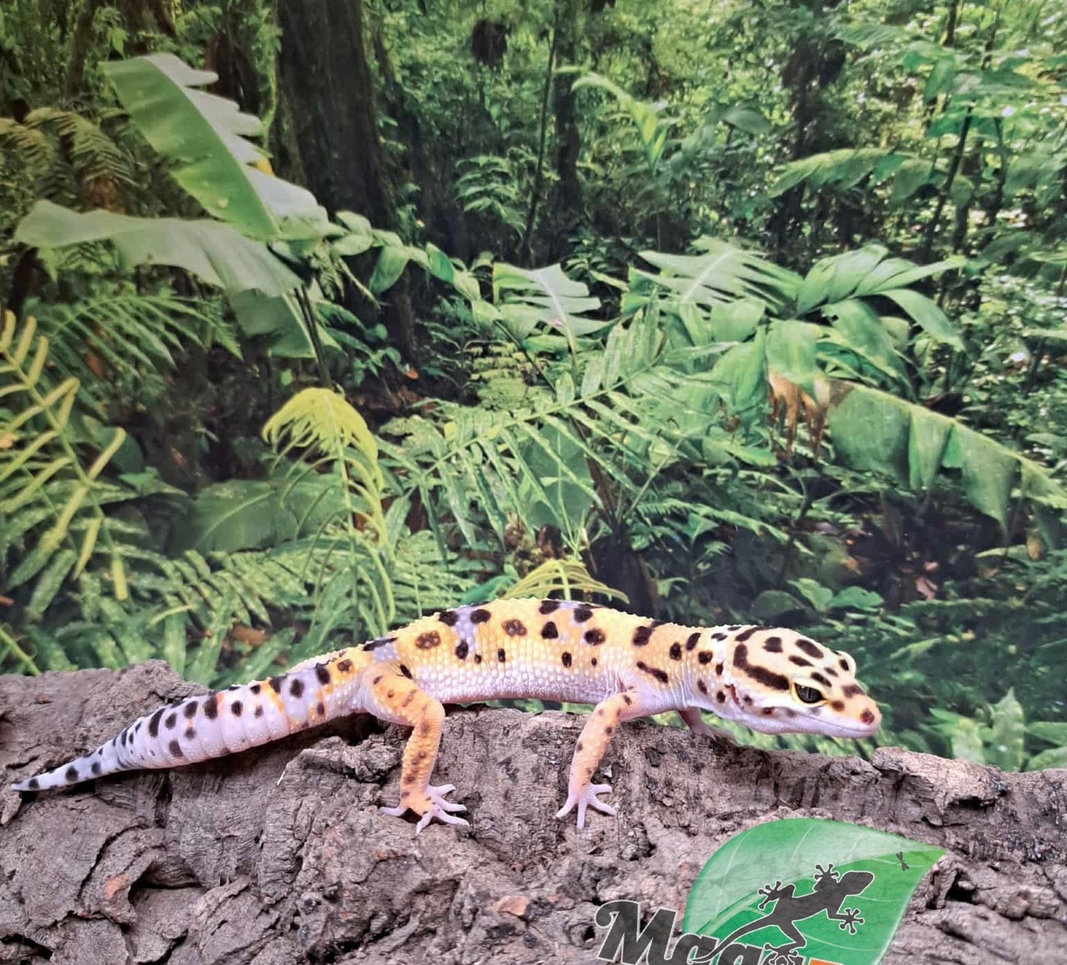 Magazoo Gecko léopard W/Y poss. bandit femelle 29/04/25 #7