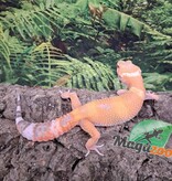 Magazoo Gecko léopard Aptor femelle 16/07/25 #2