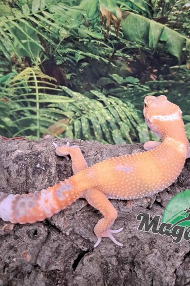 Magazoo Gecko léopard Aptor femelle 16/07/25 #2