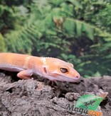 Magazoo Aptor female Leopard gecko 07/16/25 #2