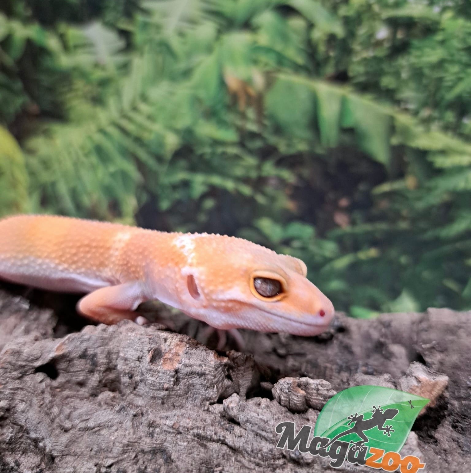 Magazoo Gecko léopard Aptor femelle 16/07/25 #2