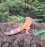 Magazoo Aptor female Leopard gecko 07/16/25 #2