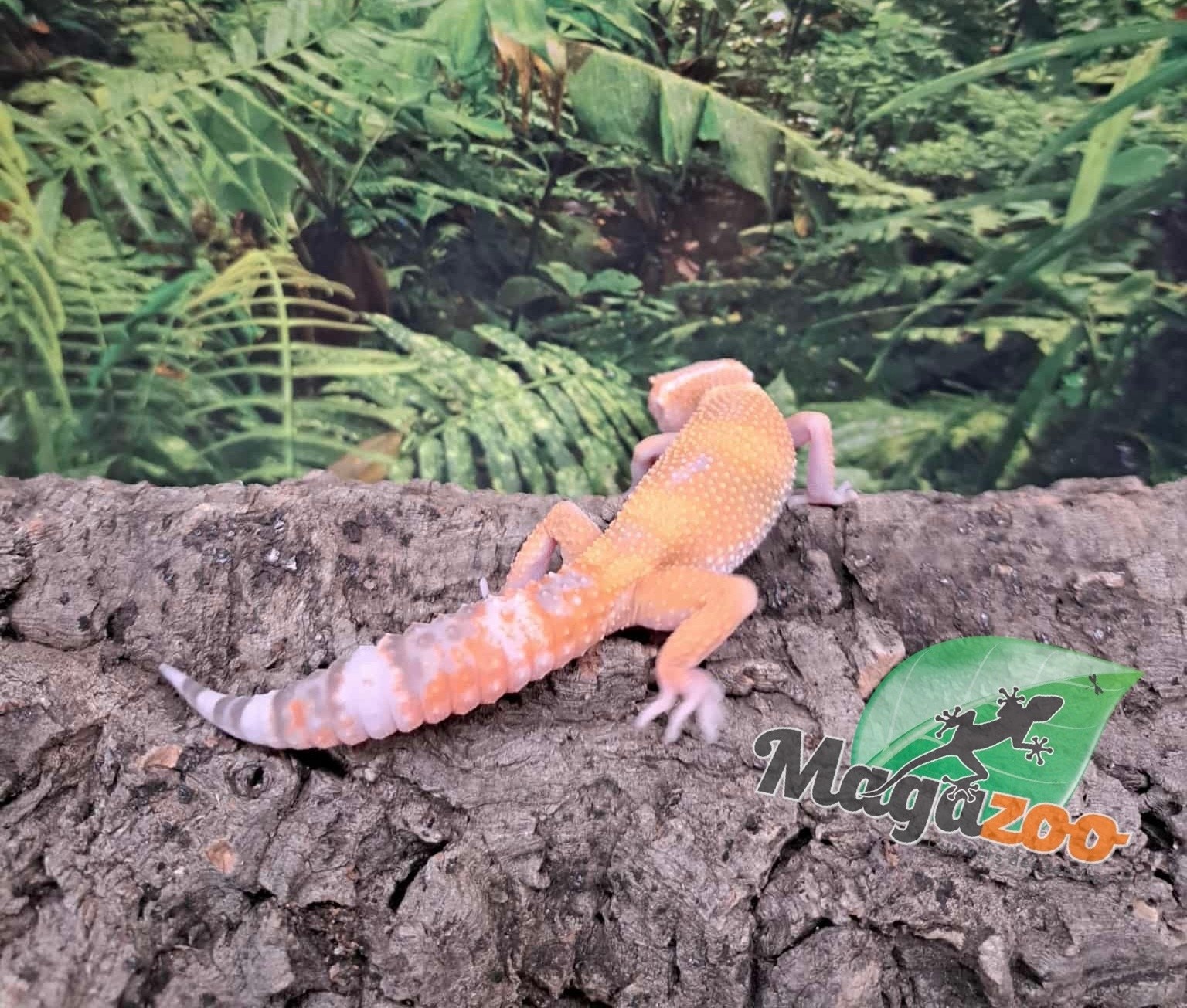 Magazoo Gecko léopard Aptor femelle 16/07/25 #2