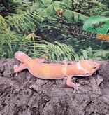 Magazoo Gecko léopard Aptor femelle 16/07/25 #2