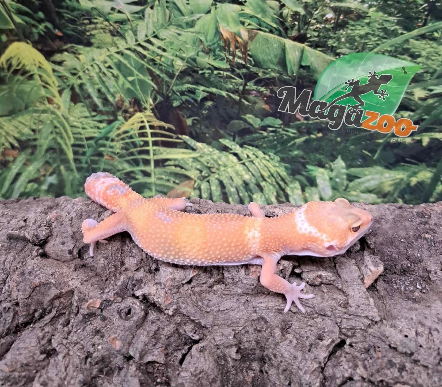 Magazoo Gecko léopard Aptor femelle 16/07/25 #2