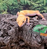 Magazoo Gecko léopard Aptor femelle 19/07/25 #1