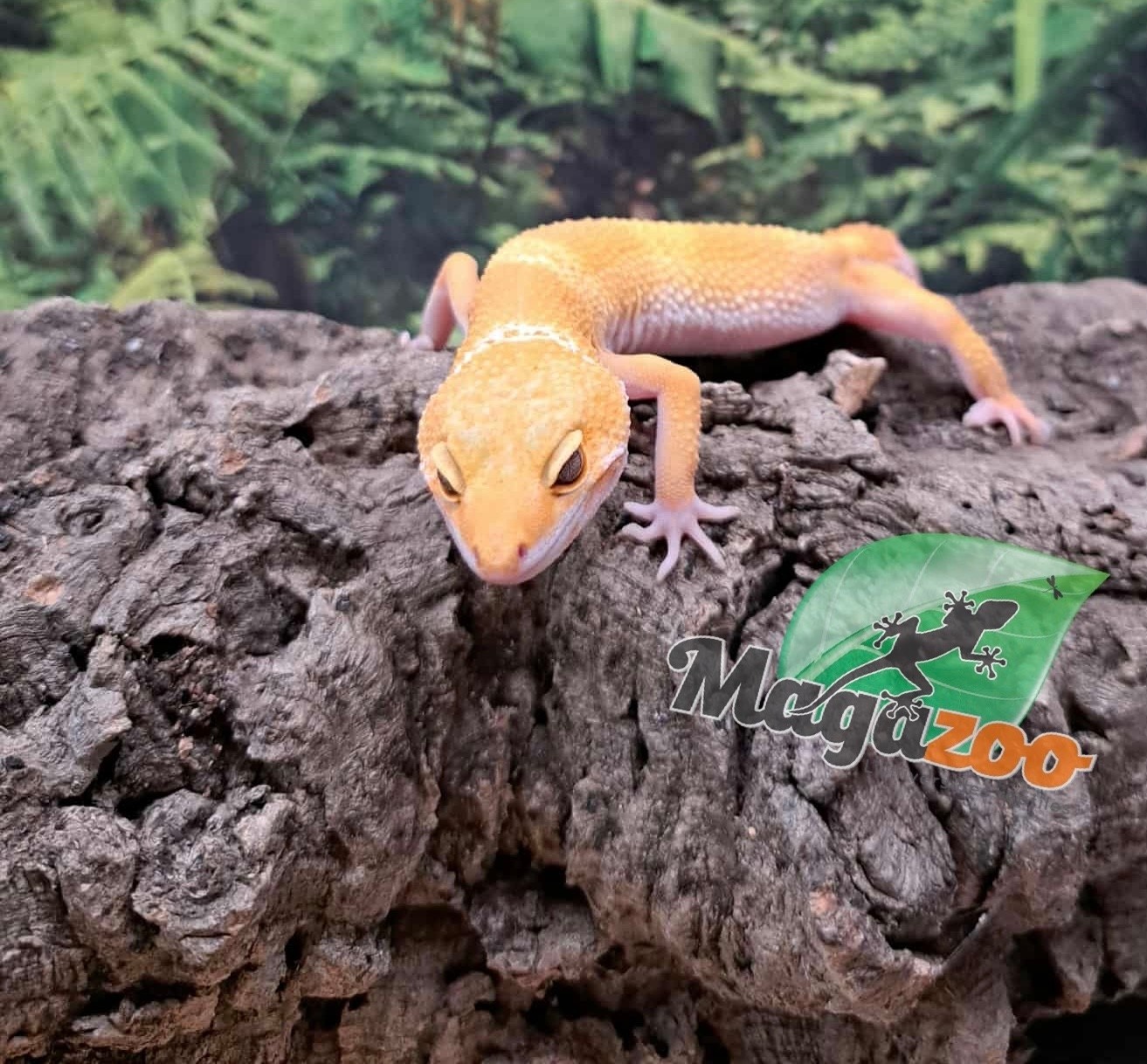 Magazoo Aptor female Leopard gecko 07/19/25 #1