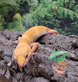 Magazoo Aptor female Leopard gecko 07/19/25 #1