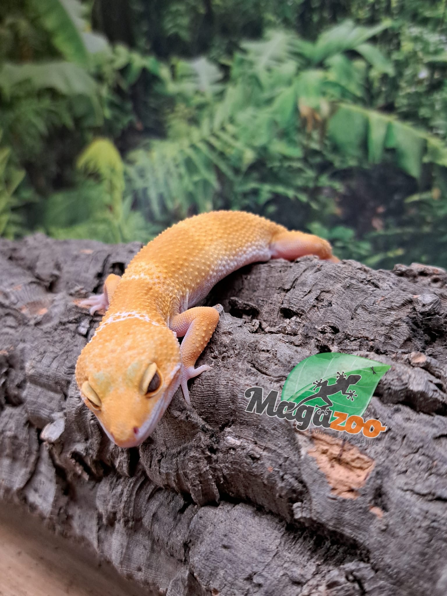 Magazoo Aptor female Leopard gecko 07/19/25 #1