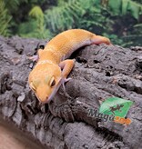 Magazoo Gecko léopard Aptor femelle 19/07/25 #1