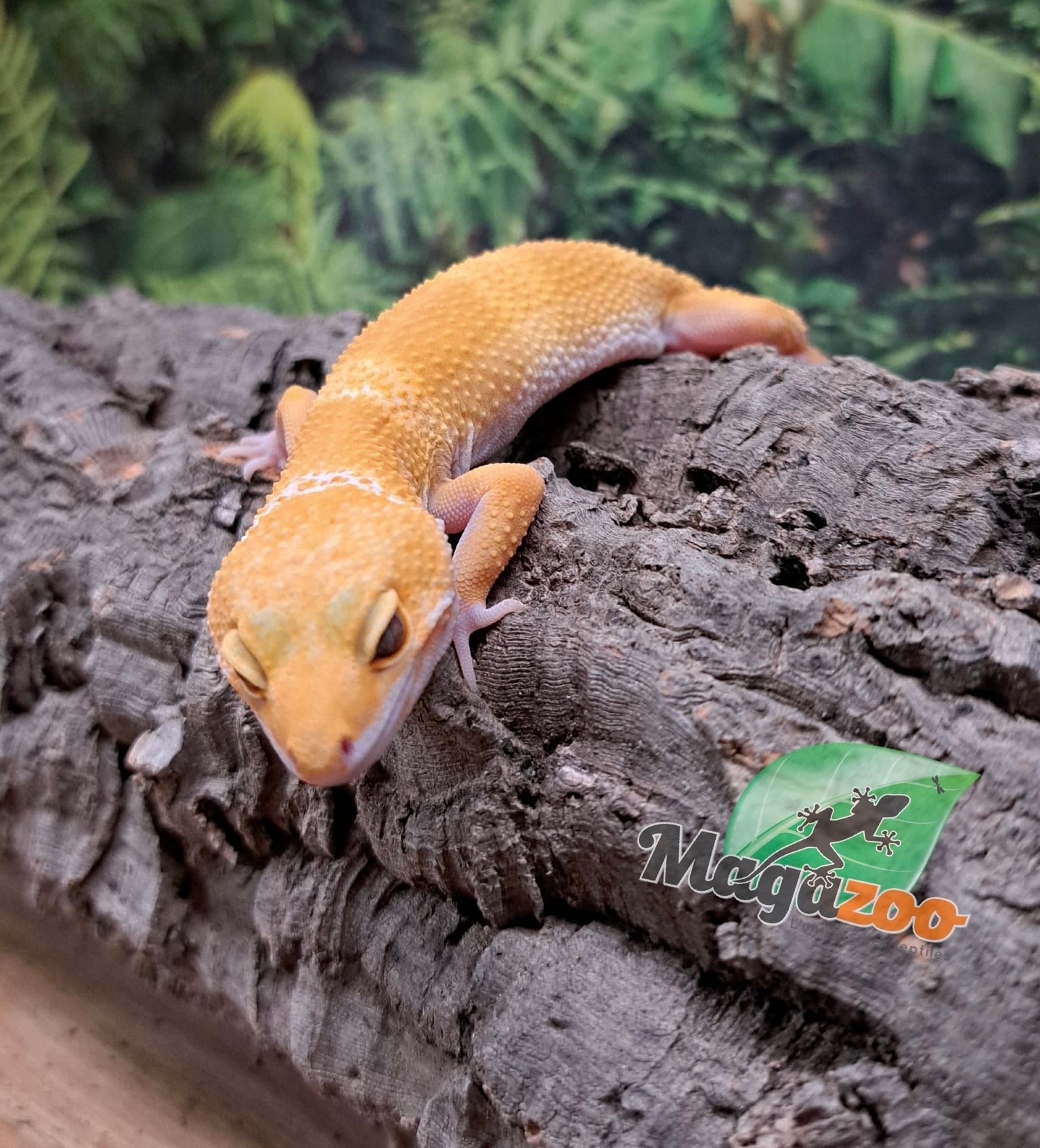 Magazoo Gecko léopard Aptor femelle 19/07/25 #1