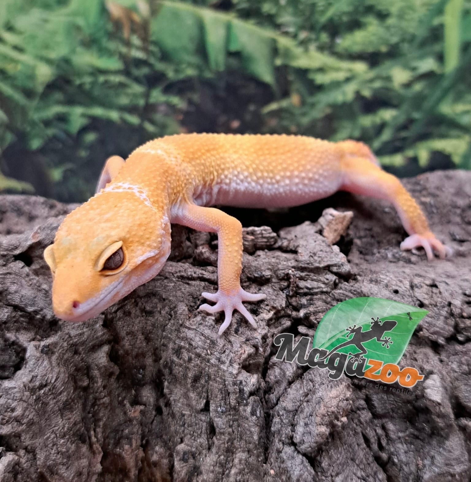 Magazoo Gecko léopard Aptor femelle 19/07/25 #1