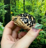 Magazoo Tortue Étoilée bébé  # 2 éclos le 22 Juillet 2025