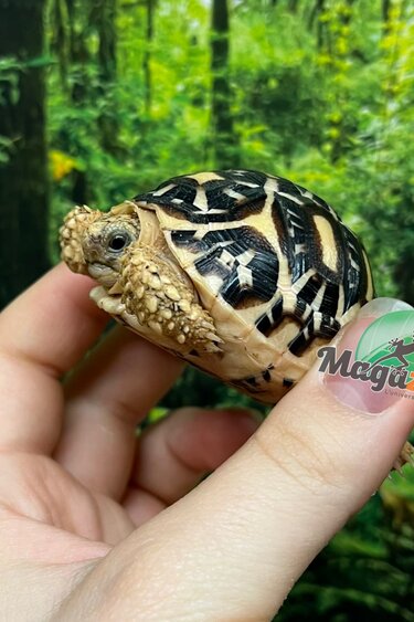 Magazoo Tortue Étoilée bébé  # 2 éclos le 22 Juillet 2025