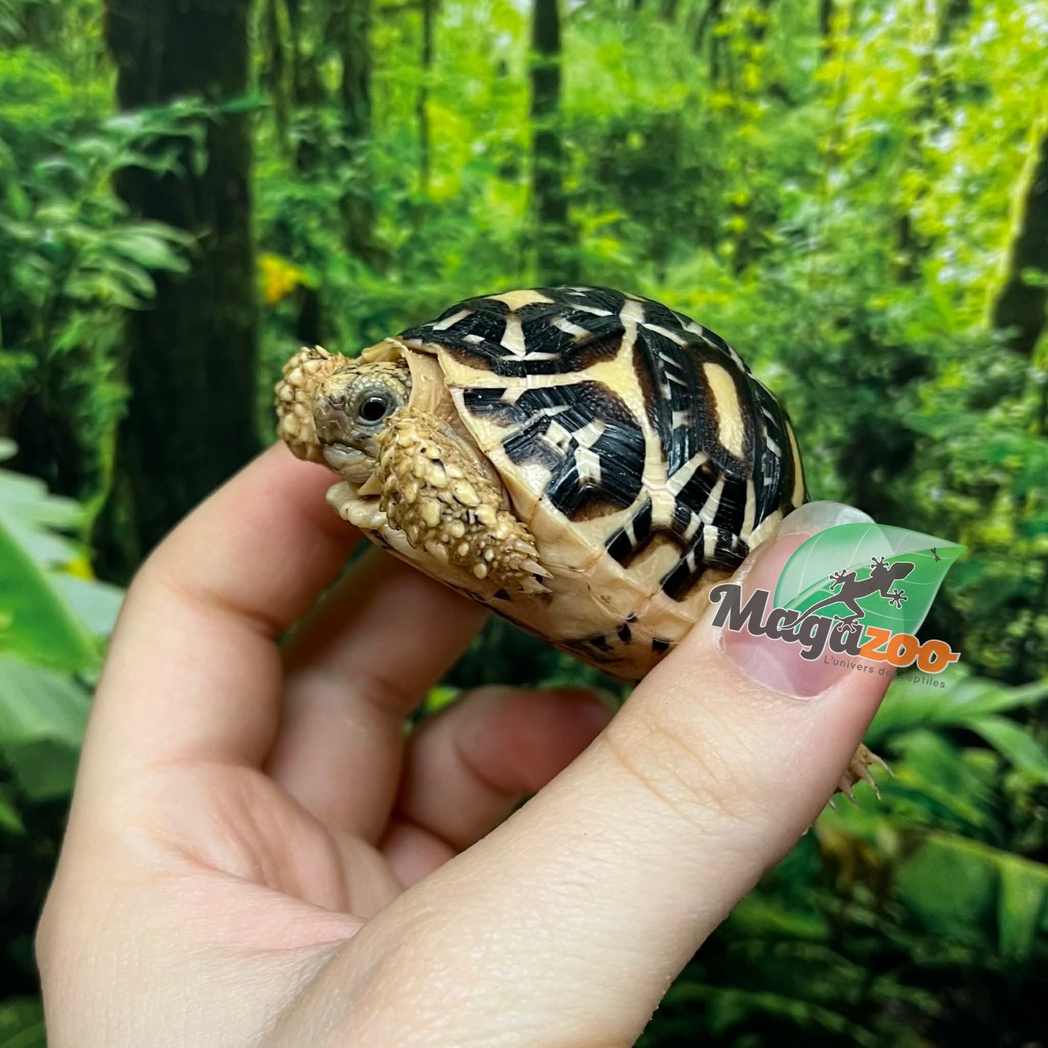 Magazoo Baby India star tortoise # 2