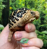 Magazoo Tortue Étoilée bébé  # 2 éclos le 22 Juillet 2025