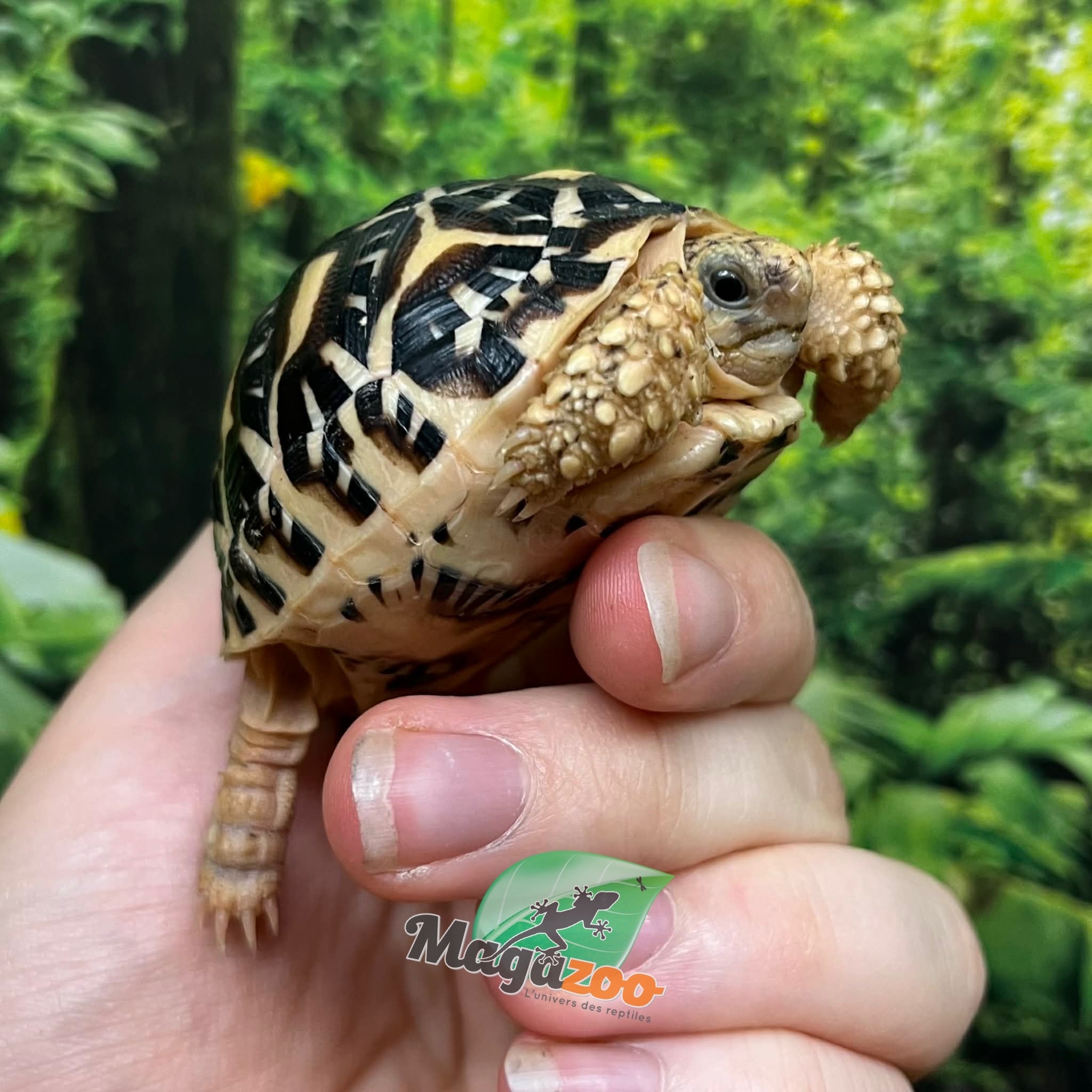 Magazoo Tortue Étoilée bébé  # 2 éclos le 22 Juillet 2025