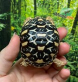 Magazoo Baby India star tortoise # 2