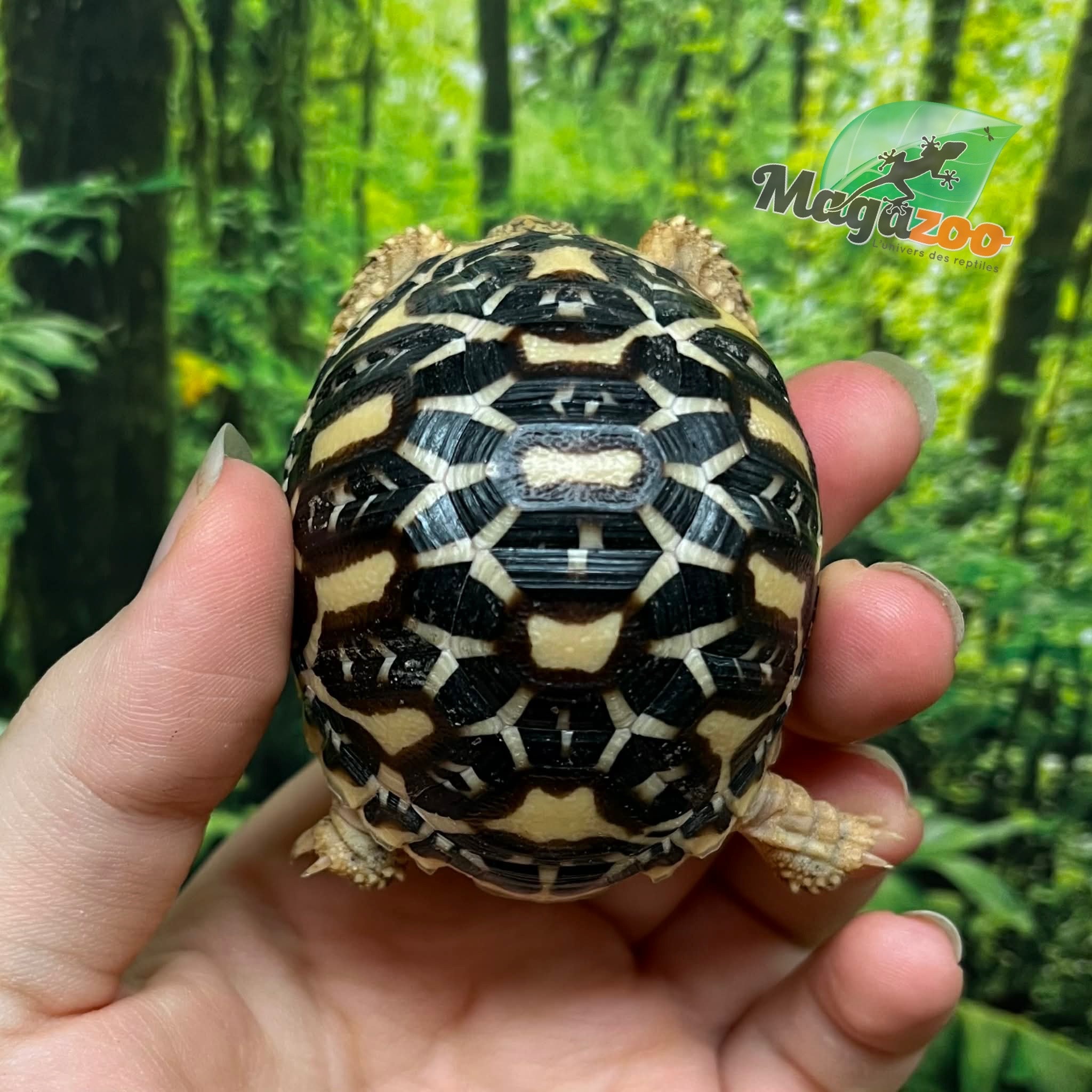 Magazoo Tortue Étoilée bébé  # 2 éclos le 22 Juillet 2025