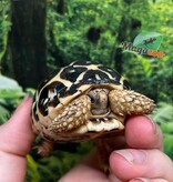 Magazoo Baby India star tortoise #1