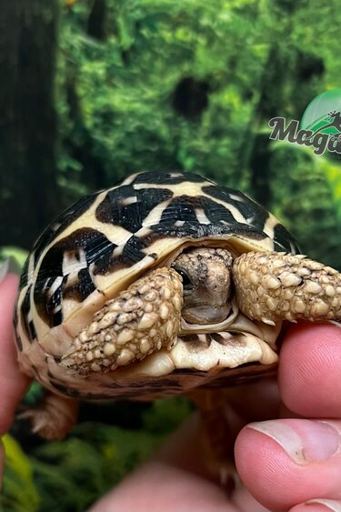 Magazoo Tortue Étoilée bébé  #1 éclos le 15 Juillet 2025