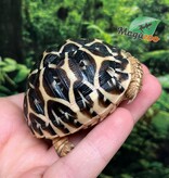 Magazoo Baby India star tortoise #1