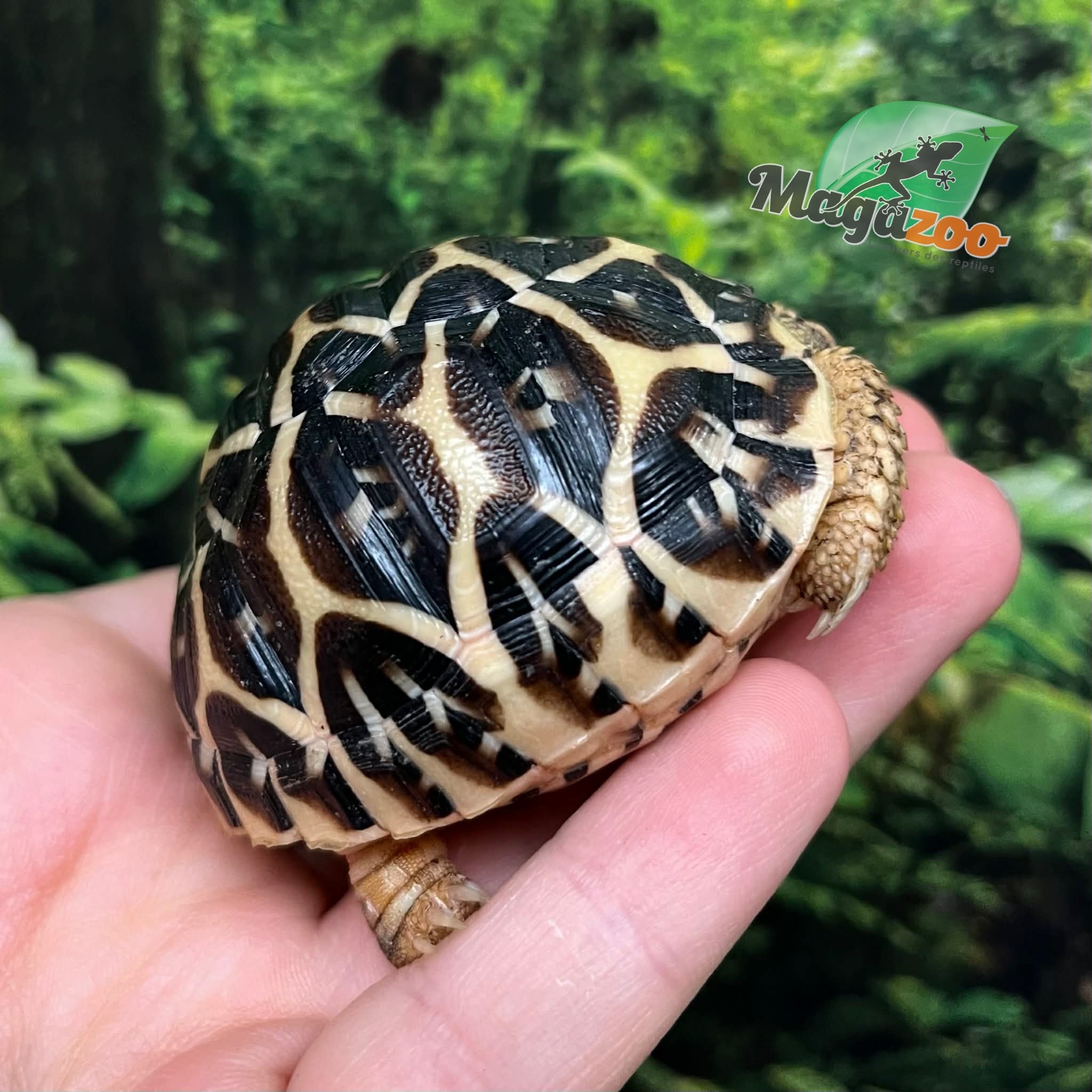 Magazoo Tortue Étoilée bébé  #1 éclos le 15 Juillet 2025
